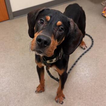 Brisket -  Coonhound and Mixed Breed Dog for Adoption in Lynchburg, Virginia - Brisket | PetCurious
