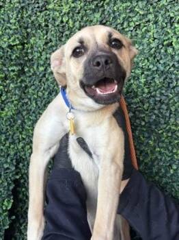 German Shepherd Dog and Mixed Breed Dogs Available for Adoption - Zimba | PetCurious