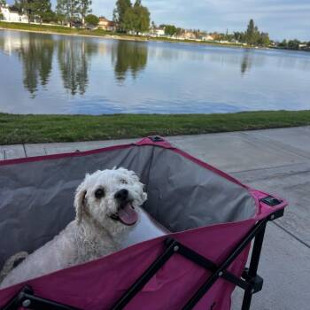 Maltipoo Dogs Available for Adoption in Murrieta, California - Pudding | PetCurious