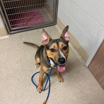 Mango -  Shepherd and Mixed Breed Dog for Adoption in Bristol, Indiana - Mango | PetCurious