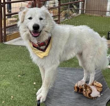 Doris -  Great Pyrenees Dog for Adoption in Southlake, Texas - Doris | PetCurious