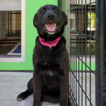 Retriever and Mixed Breed Dogs Available for Adoption in Bradenton, Florida - Lickerish | PetCurious