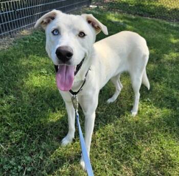 Rescue Mixed Breed Dogs for Adoption in Dallas, Texas - Nova | PetCurious