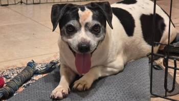 Athena -  Mixed Breed Dog for Adoption in Mesa, Arizona - Athena | PetCurious