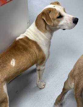 Mango 1336-26 -  Labrador Retriever and Mixed Breed Dog for Adoption in Cumming, Georgia - Mango 1336-26 | PetCurious