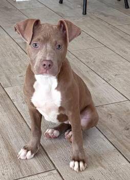 American Staffordshire Terrier Dogs Available for Adoption in Lutz, Florida - Prim | PetCurious