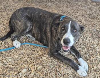 LOONA -  Greyhound and Pit Bull Terrier Dog for Adoption in Albuquerque, New Mexico - LOONA | PetCurious