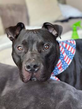 Bruno -  Mixed Breed Dog for Adoption in Cincinnati, Ohio - Bruno | PetCurious