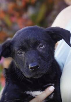 Rescue Mixed Breed and Black Labrador Retriever Dogs for Adoption in Glen Rock, New Jersey - Petey | PetCurious