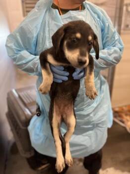 Heirloom -  Flat Coated Retriever and German Shepherd Dog Dog for Adoption in Fresno, California - Heirloom | PetCurious