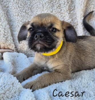 Pug Dogs Available for Adoption in Phelan, California - Caesar | PetCurious