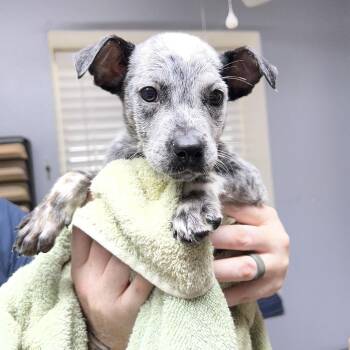 Mikey -  Australian Cattle Dog Blue Heeler Dog for Adoption in Mount Pleasant, Texas - Mikey | PetCurious
