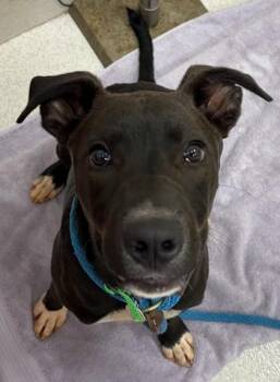 Diego -  American Staffordshire Terrier and Mixed Breed Dog for Adoption in Honolulu, Hawaii - Diego | PetCurious