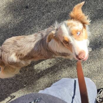 Rescue Australian Shepherd Dogs for Adoption in Bellingham, Washington - Brooklyn | PetCurious