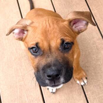 Porter -  Bullmastiff Dog for Adoption in Des Moines, Iowa - Porter | PetCurious