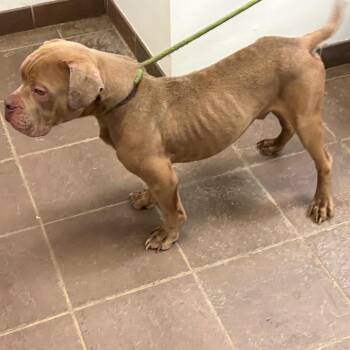 06/17/2026-Stray-EdgewoodRoad -  Mixed Breed Dog for Adoption in Columbus, Georgia - 06/17/2026-Stray-EdgewoodRoad | PetCurious