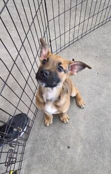 Terrier Dogs Available for Adoption - Morpheus - Matrix | PetCurious