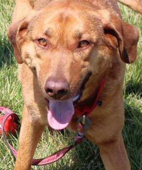 Vizsla and Retriever Dogs Available for Adoption in Taylorsville, North Carolina - Layla | PetCurious