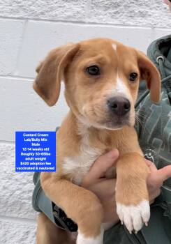 Labrador Retriever and American Bully Dogs Available for Adoption - Custard Cream | PetCurious