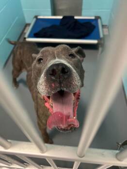 Rescue Pit Bull Terrier Dogs for Adoption in Portsmouth, Virginia - Brownie Bite | PetCurious