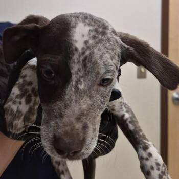 Rhea Ripley -  German Shorthaired Pointer and Cattle Dog Dog for Adoption in Reno, Nevada - Rhea Ripley | PetCurious