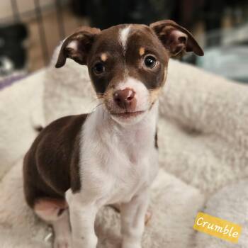 Crumble -  Miniature Pinscher and Chihuahua Dog for Adoption in Lafayette, California - Crumble | PetCurious