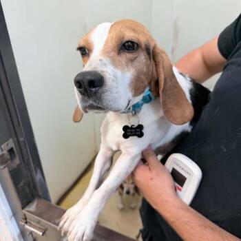 Beagle Dogs Available for Adoption in Chino Hills, California - Pablo Picasso - Chino Hills Location | PetCurious