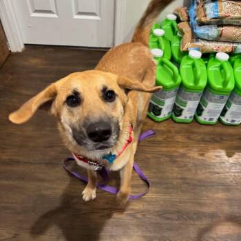 Mixed Breed Dogs Available for Adoption - Sully | PetCurious