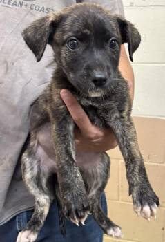 Pit Bull Terrier Dogs Available for Adoption in Swainsboro, Georgia - Nikki | PetCurious