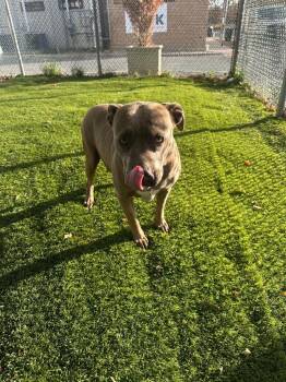 Pit Bull Terrier Dogs Available for Adoption in Trenton, New Jersey - Barbie | PetCurious