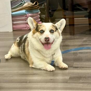 Leo -  Corgi Dog for Adoption in York, Pennsylvania - Leo | PetCurious