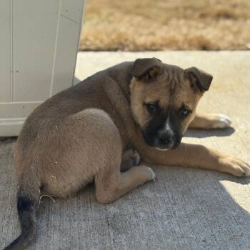 Mixed Breed Dogs Available for Adoption - Cypress | PetCurious