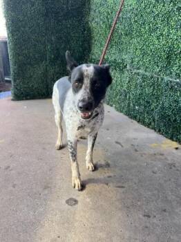 CORNELIUS -  Australian Cattle Dog Blue Heeler and Mixed Breed Dog for Adoption in El Paso, Texas - CORNELIUS | PetCurious