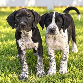 Fred -  Hound and Spaniel Dog for Adoption in Bloomfield, Connecticut - Fred | PetCurious