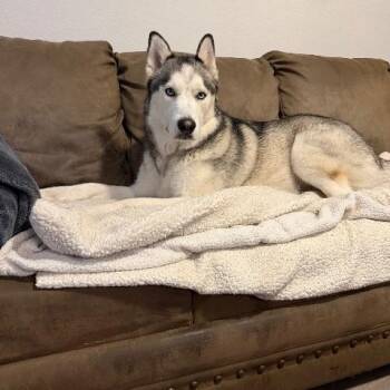 Pineapple -  Husky Dog for Adoption in Austin, Texas - Pineapple | PetCurious