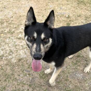 Rescue Shepherd Dogs for Adoption in Paramus, New Jersey - Sasha | PetCurious