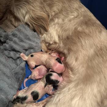 Shih Tzu Dogs Available for Adoption in Aberdeen, North Carolina - Peep | PetCurious
