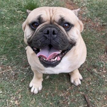 French Bulldog Dogs Available for Adoption in Pelham, New Hampshire - Benny | PetCurious