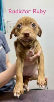 Pit Bull Terrier Dogs Available for Adoption in Semmes, Alabama - Ruby | PetCurious