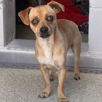 Chihuahua and Pug Dogs Available for Adoption in Reno, Nevada - Pony | PetCurious