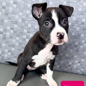 Roo -  Mixed Breed Dog for Adoption in Las Vegas, Nevada - Roo | PetCurious