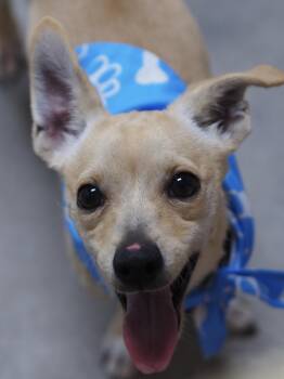 Mentos -  Chihuahua Dog for Adoption in Buena Vista, Colorado - Mentos | PetCurious