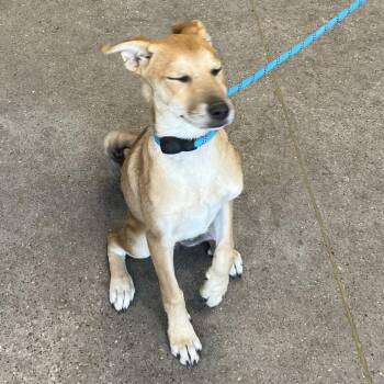 110659 -  Mixed Breed Dog for Adoption in Las Cruces, New Mexico - 110659 | PetCurious