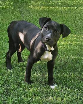 Snookie -  Pit Bull Terrier Dog for Adoption in Broken Arrow, Oklahoma - Snookie | PetCurious
