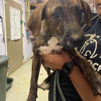 Eliza -  Mixed Breed Dog for Adoption in Valley, Alabama - Eliza | PetCurious