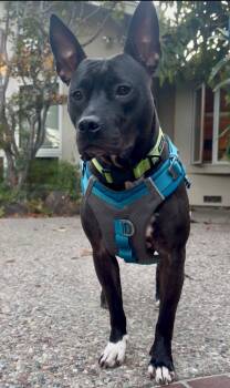 Kenzie -  Bull Terrier Dog for Adoption in San Jose, California - Kenzie | PetCurious