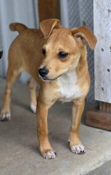 Petunia -  Chihuahua Dog for Adoption in Penryn, California - Petunia | PetCurious