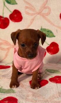 Betty -  Jack Russell Terrier and Poodle Dog for Adoption in Toms River, New Jersey - Betty | PetCurious