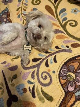 Shih Tzu Dogs Available for Adoption in San Diego, California - Duffy (Shih-Tzu) | PetCurious