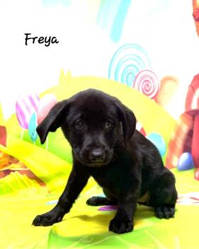 German Shepherd Dog and Labrador Retriever Dogs Available for Adoption - Freya | PetCurious